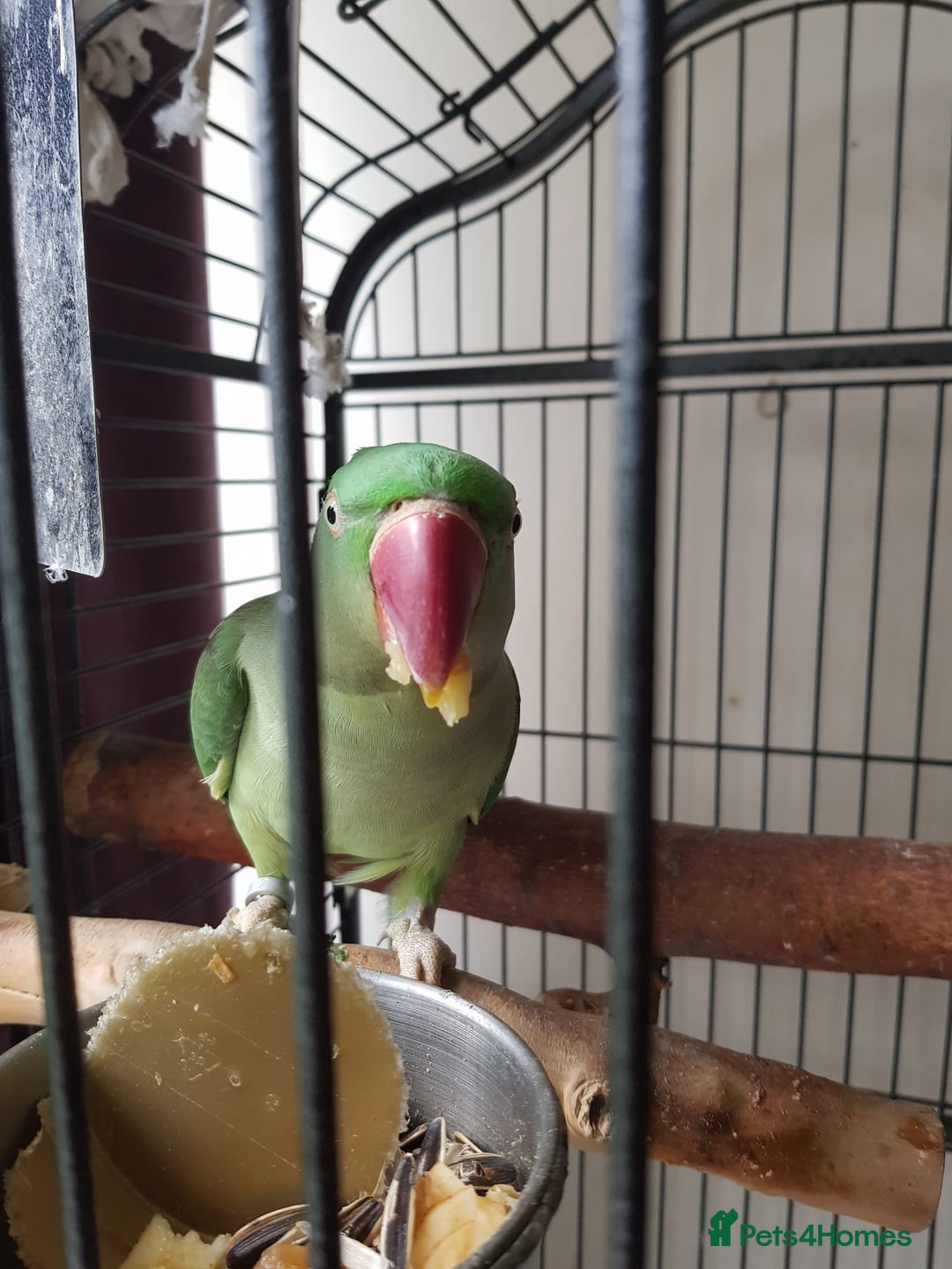 Parakeets birds for sale: Peggy  - Advert 5