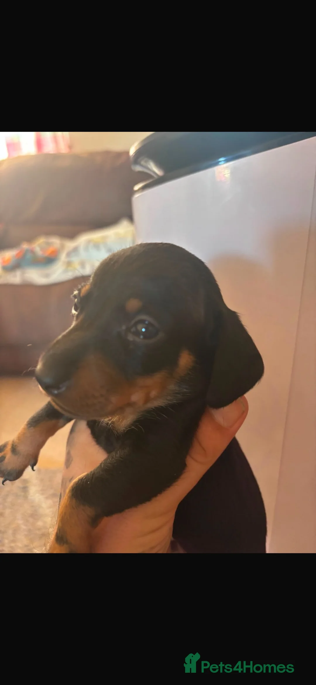 Dachshund dogs for sale:  Miniature Dachshund Puppies  in Taunton - Advert 5