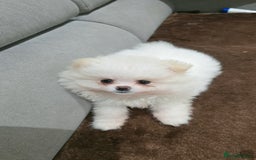 Pomeranian dogs for sale: Pomeranians of the original breed  - Image 15
