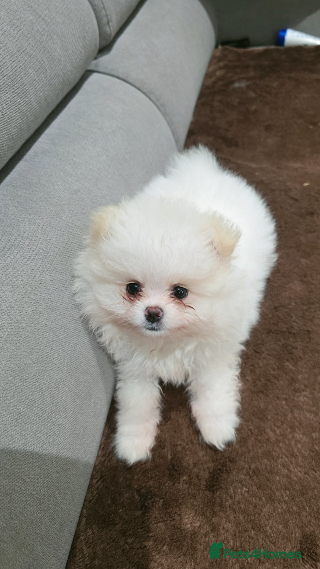 Pomeranian dogs for sale: Pomeranians of the original breed  - Image 15