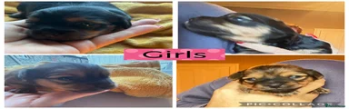 Mixed Breed 6