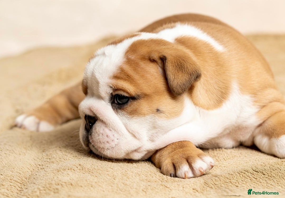 English Bulldog dogs for sale: Beautiful British Bulldog’s  - Image 15
