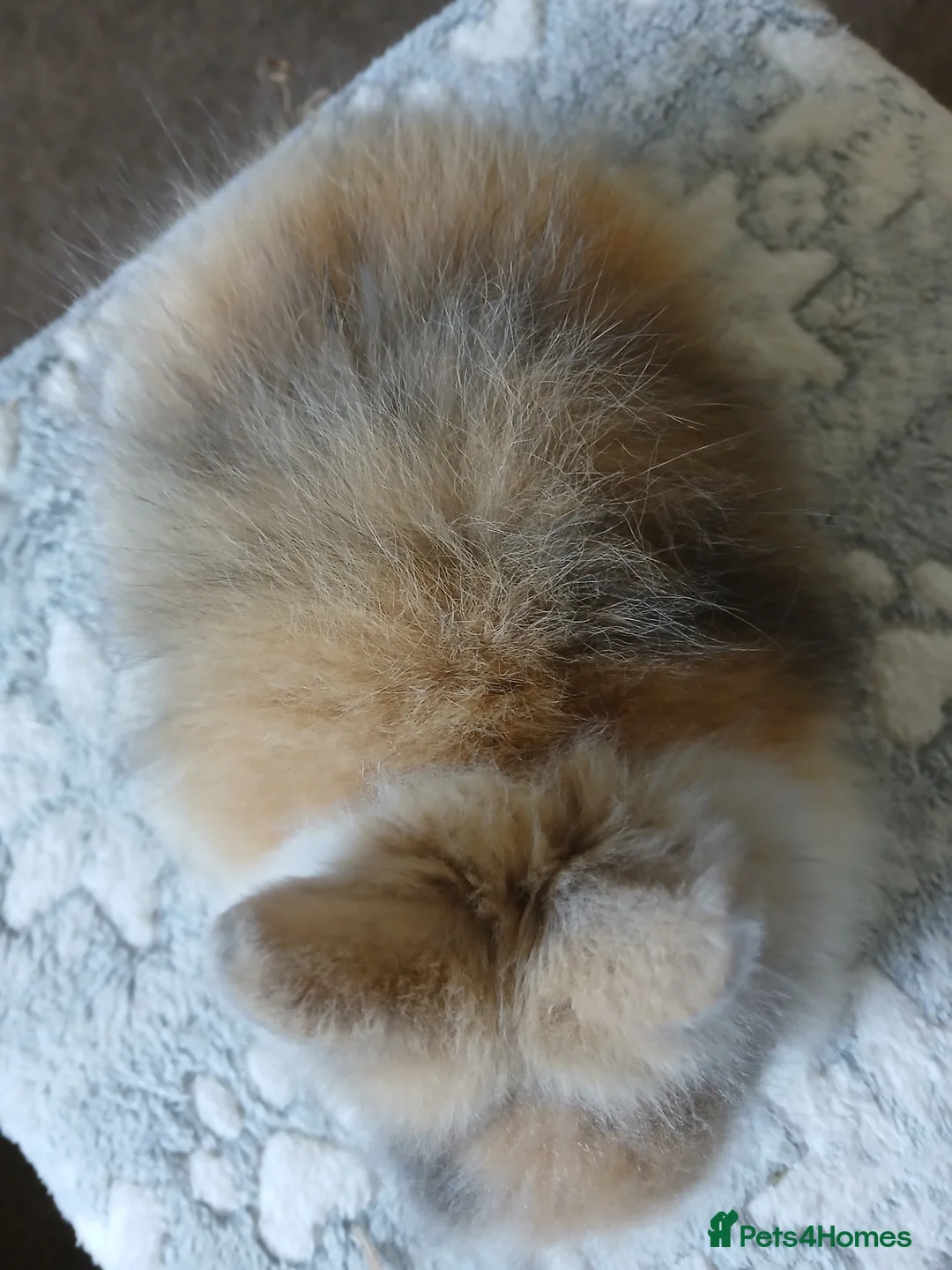 Lionhead rabbits for sale: Stunning DM Lionhead baby rabbit - Advert 4