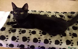 Mixed Breed cats for sale: Lots of cats/kittens up for adoption  - Image 22