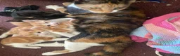 Mixed Breed cats for sale: 4 lovely mixed breed kittens for sale 😺 - Advert 1