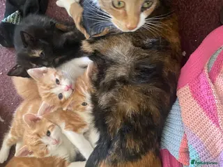 Mixed Breed cats 4 lovely mixed breed kittens for sale 😺 - Advert 4