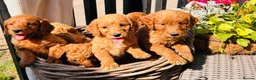 Mini Goldendoodle dogs for sale: 🧡❤️ GORGEOUS MINI GOLDENDOODLE PUPPIES ❤️🧡 - Advert 2