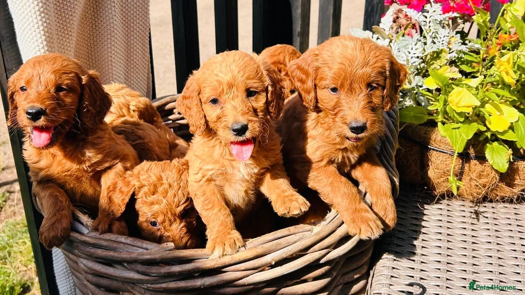 Mini Goldendoodle dogs for sale: 🧡❤️ GORGEOUS MINI GOLDENDOODLE PUPPIES ❤️🧡 - Advert 2