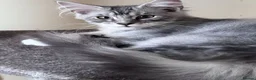 Maine Coon cats for sale: Gorgeous Maine Coon male with GCCF pedigree  - Advert 3
