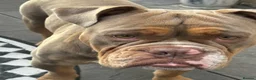 English Bulldog dogs for sale: Bruno - Advert 5