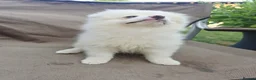 Pomeranian dogs for sale: Beautiful pomeranian  puppies ready to go - Advert 33