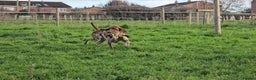 Bracco Italiano dogs for sale: Bracco Italiano Puppies Due March - Advert 7