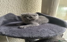 Scottish Fold cats for sale: Beautiful Scottish folds and straights kittens🎀 - Image 28