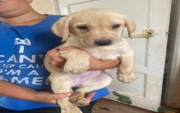 Labrador Retriever dogs for sale: Lovely Labrador puppies  - Image 24