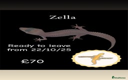 Leopard Gecko reptiles for sale: Multiple leopard gecko babies for quick sale!  - Image 7
