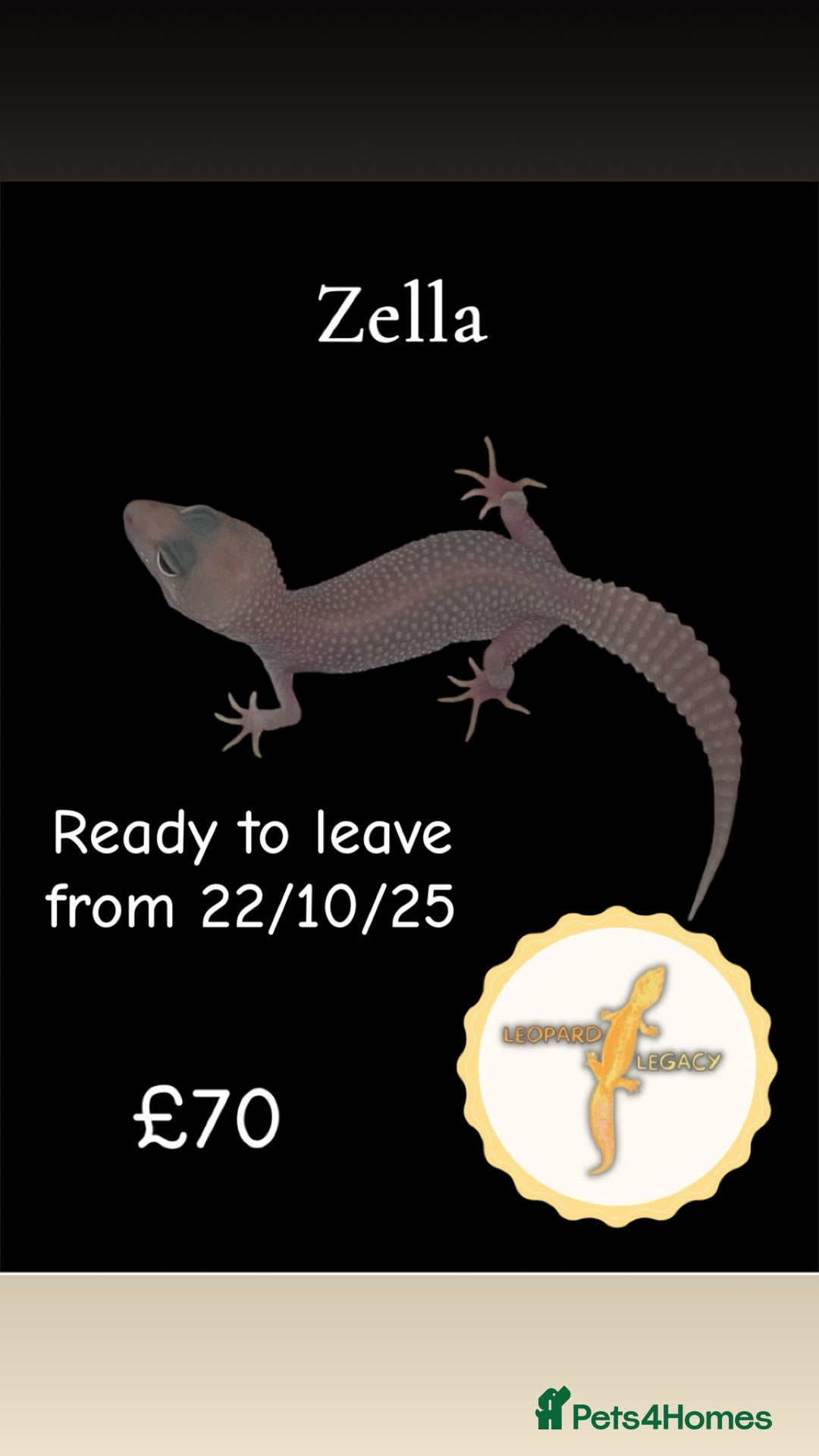 Leopard Gecko reptiles for sale: Multiple leopard gecko babies for quick sale!  - Image 7