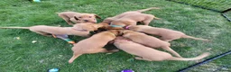 Labrador Retriever dogs for sale: KC Labrador Puppies 🧬 Sire Clear all 7 DNA Tests - Advert 13
