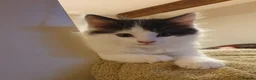 Mixed Breed cats for sale: Adorable, mischievous kittens - Advert 6