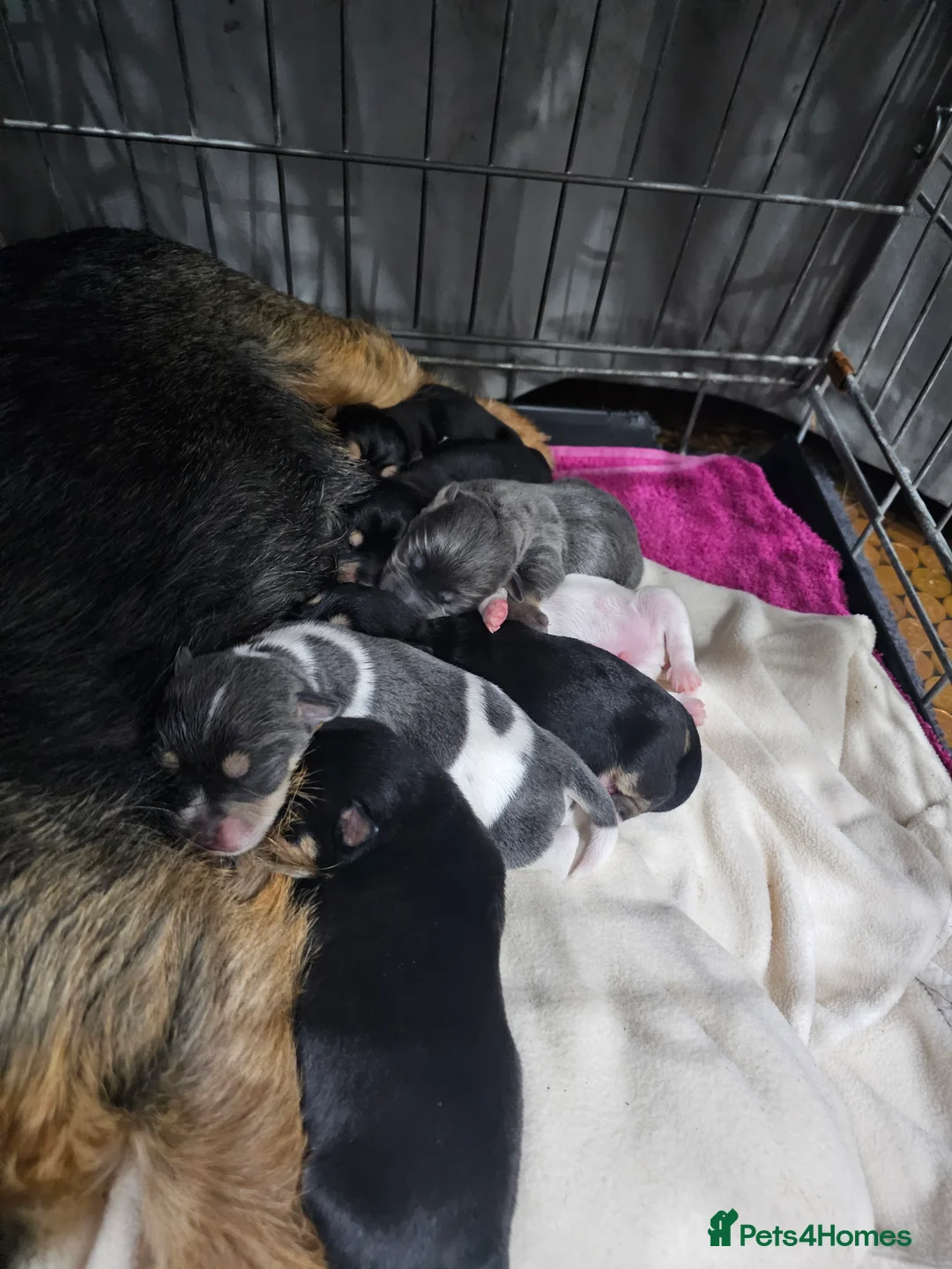 Jack Russell dogs for sale: 7 jack Russell puppies - Advert 5