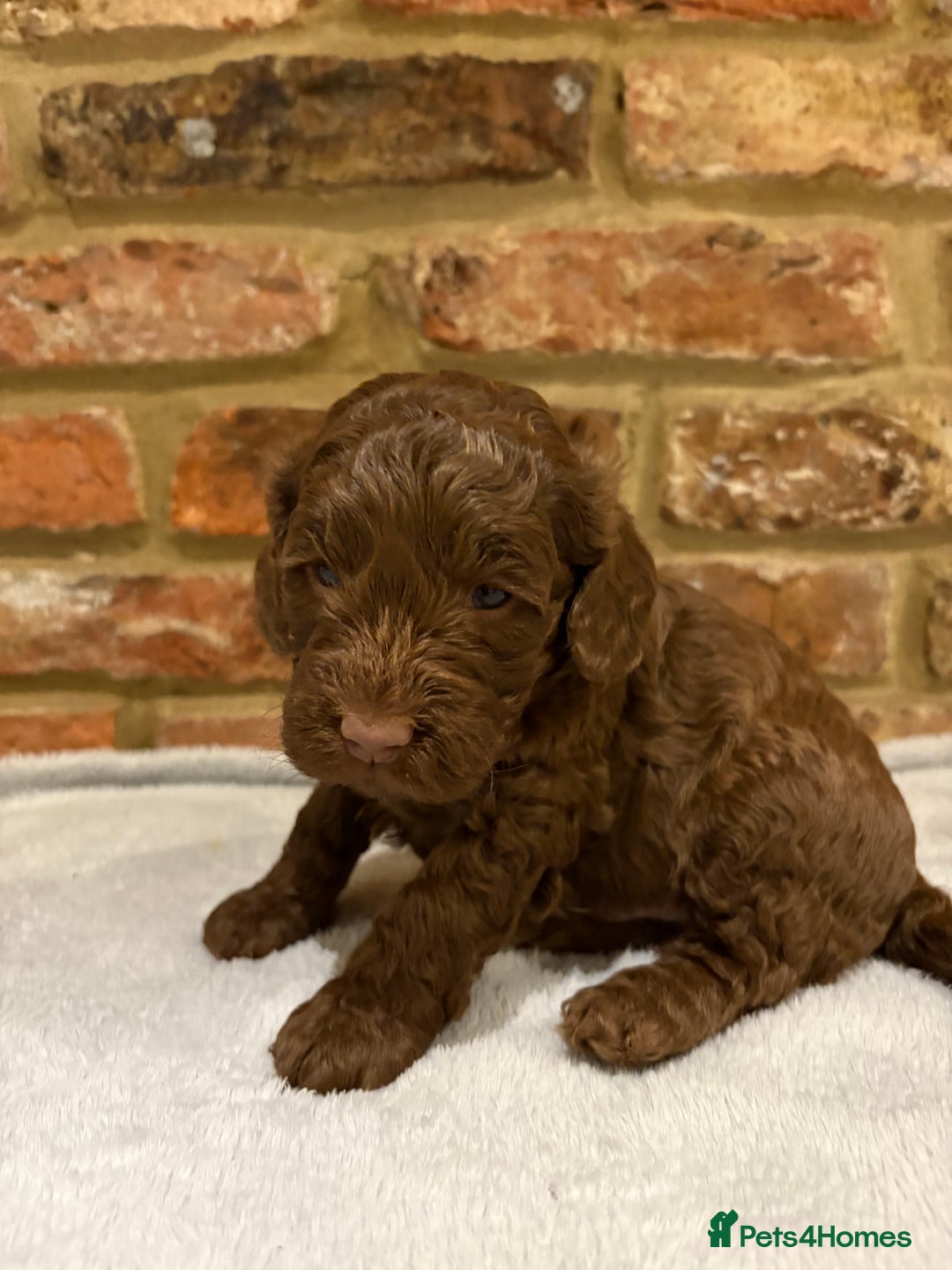 Cockapoo dogs for sale: F1b cockapoo puppies - Advert 17