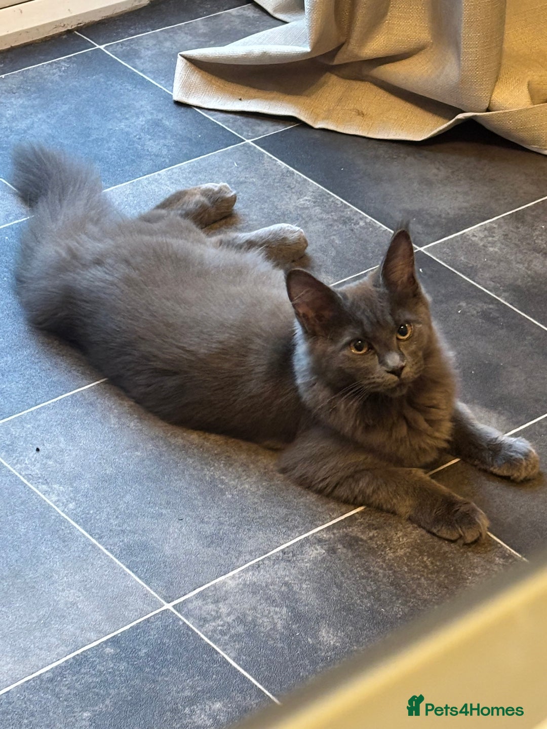 Maine Coon cats for sale: Mainecoon kittens  - Advert 12