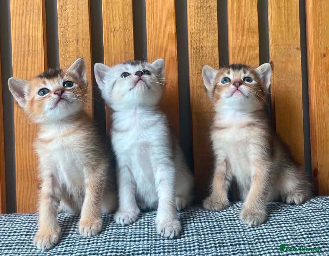 Abyssinian cats Beautiful British Shorthair x Abyssinian Kittens - Advert 5