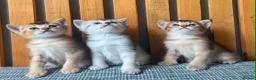 Abyssinian cats for sale: Beautiful British Shorthair x Abyssinian Kittens - Advert 1