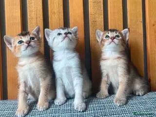 Abyssinian cats British x Abyssinian Kittens 4 available - Advert 8