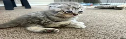 Scottish Fold cats for sale: PUREBRED Scottish fold kittens  - Advert 25