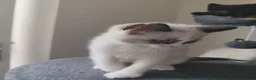 Siamese cats for sale: ❤️❤️❤️ Adorable blue-point Siamese kittens ❤️❤️❤️  - Advert 17