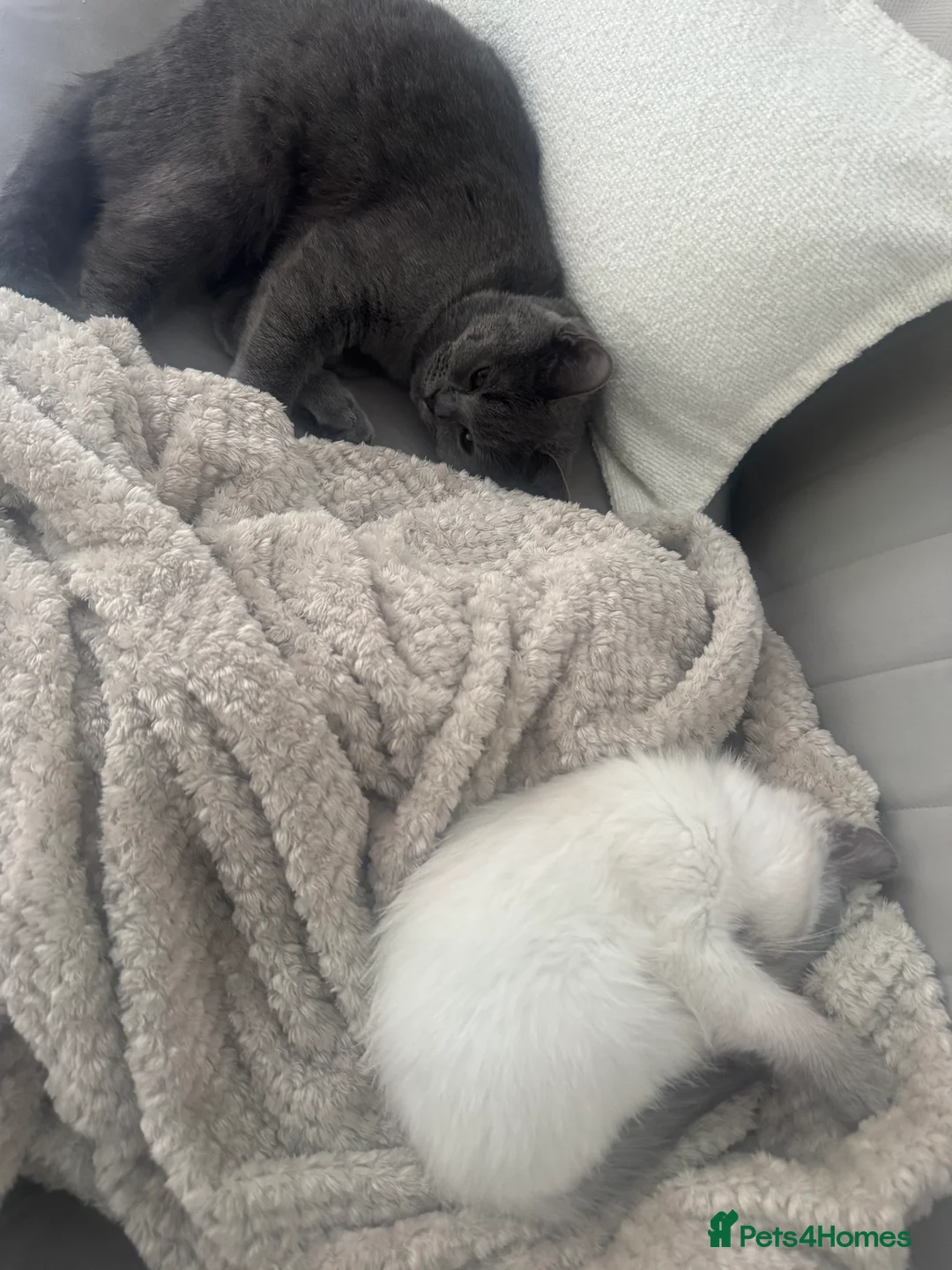 Ragdoll cats for sale: Ragdoll mix  - Advert 3