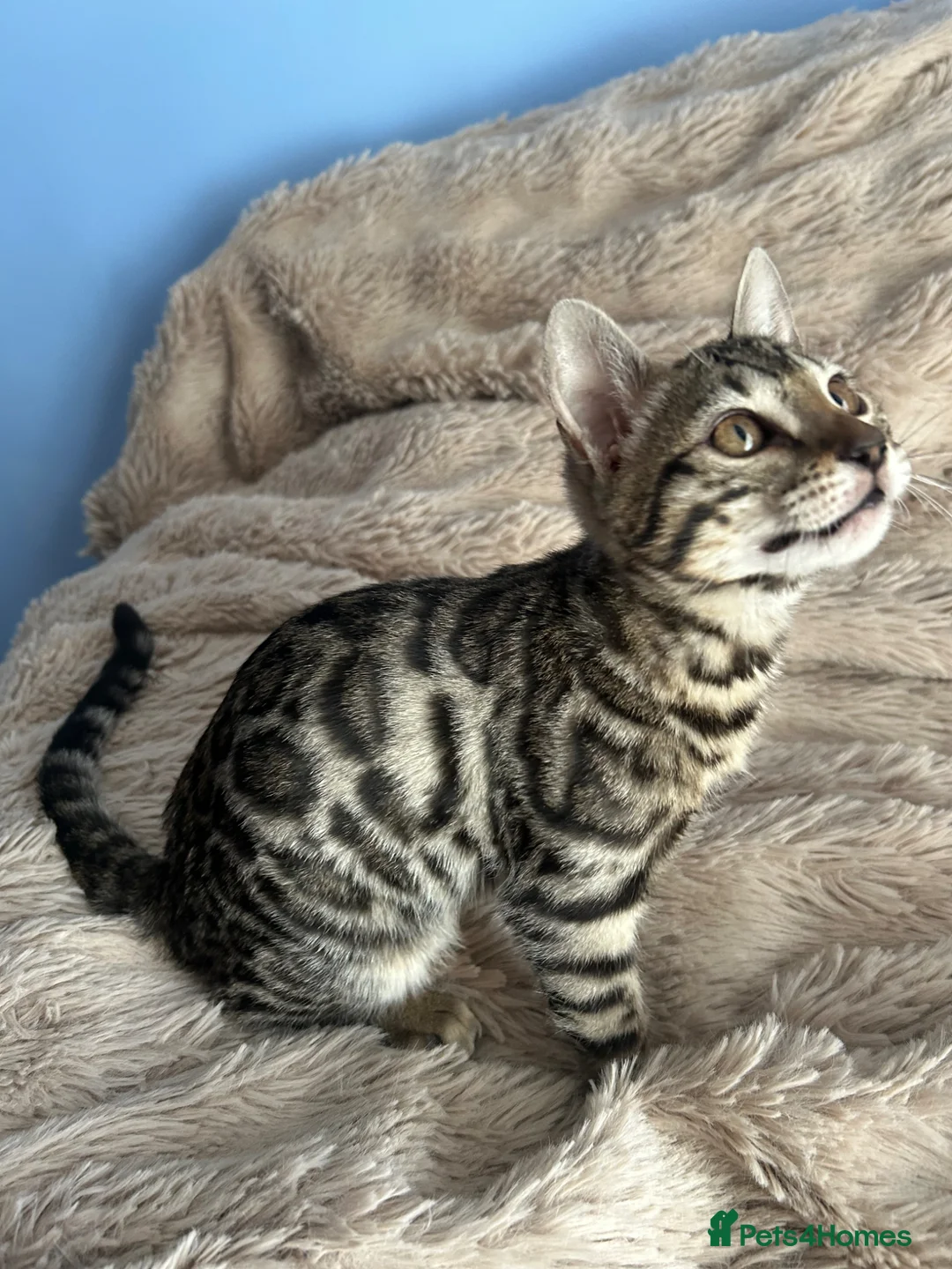 Bengal cats for sale: Exceptional Bengal Kittens - Advert 2