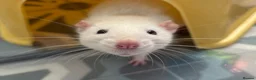 Rat rodents for sale: Two female fancy rats and their whole setup  - Advert 6