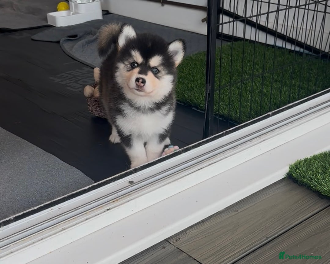 Pomsky dogs for sale: Beautiful husky marked Pomskies  - Image 2