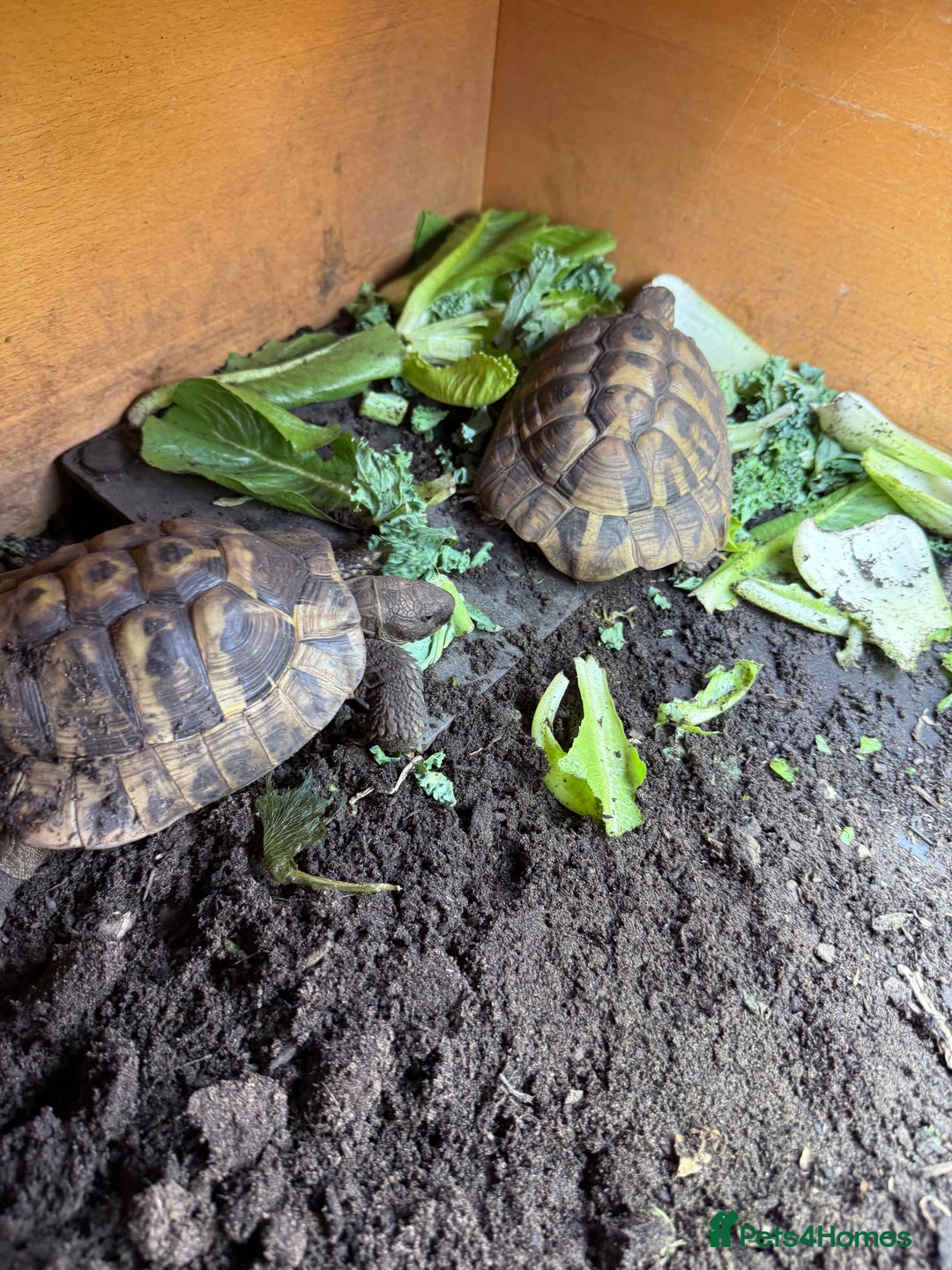 Tortoise reptiles for sale: Hermanns - Image 5