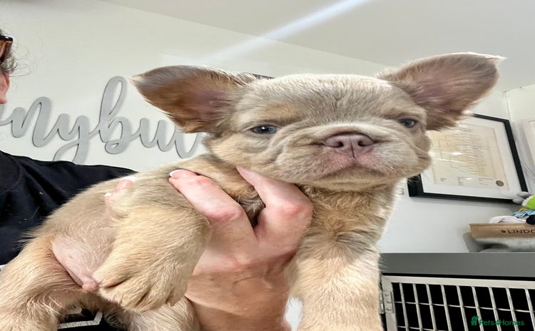 French Bulldog dogs - Advert 8