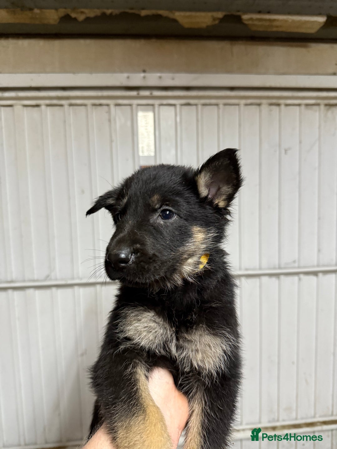 German Shepherd dogs for sale: German shepherd pups  - Advert 11