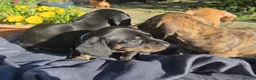 Miniature Dachshund dogs for sale: KC Mini Dachshund Pups - 1 available.3 reserved  - Advert 16