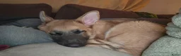German Shepherd dogs for sale: 1 pure bred German Shepherd puppy - Advert 5