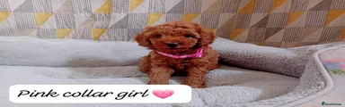 Pink Collar Girl
