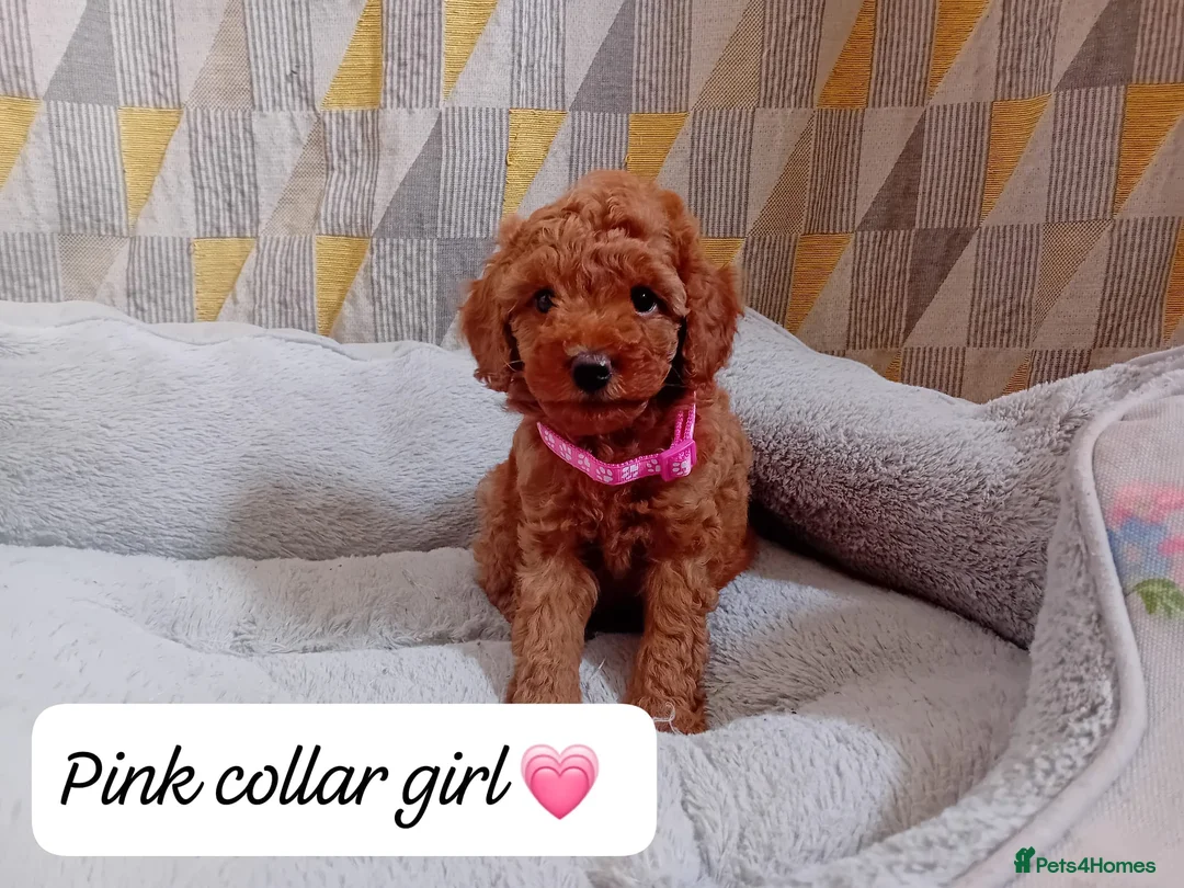 Cavapoo dogs for sale: Cute and cuddly F1B Cavapoos - Advert 2