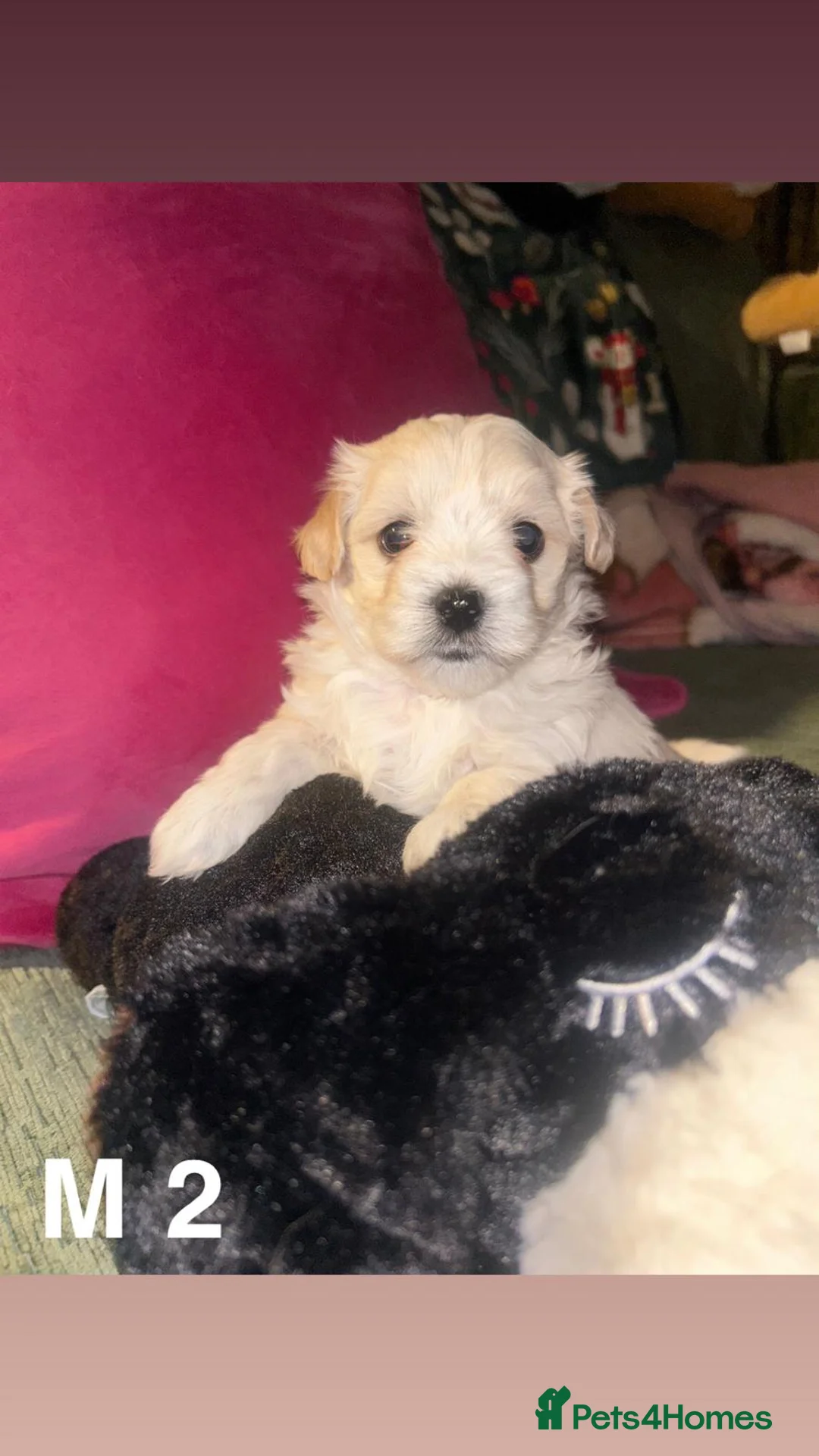 Mixed Breed dogs for sale: Toy malshipoo puppies  - Advert 6