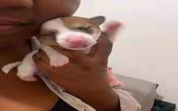 Mixed Breed dogs for sale: 🐾 Loving Homes Wanted for Two Puppies & Dad 🐾 - Image 22