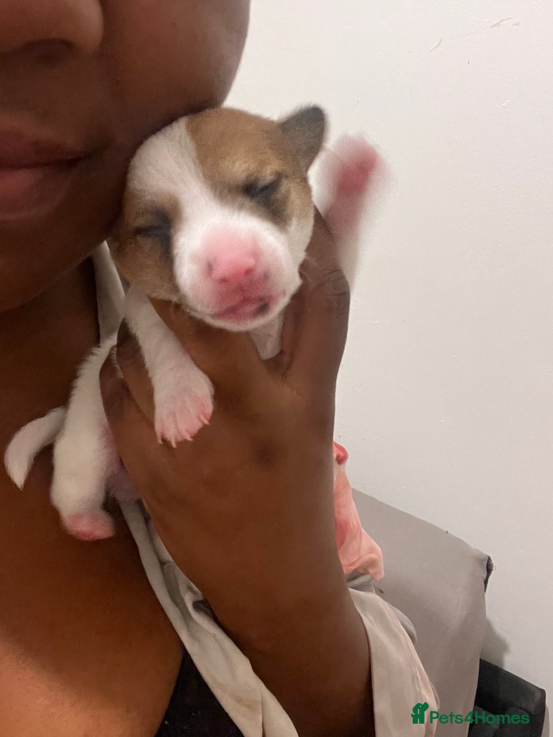 Mixed Breed dogs for sale: 🐾 Loving Homes Wanted for Two Puppies & Dad 🐾 - Image 22