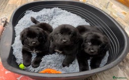 Newfoundland dogs for sale: Newfoundland puppies - Image 12