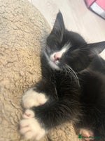 Mixed Breed cats - Advert 9
