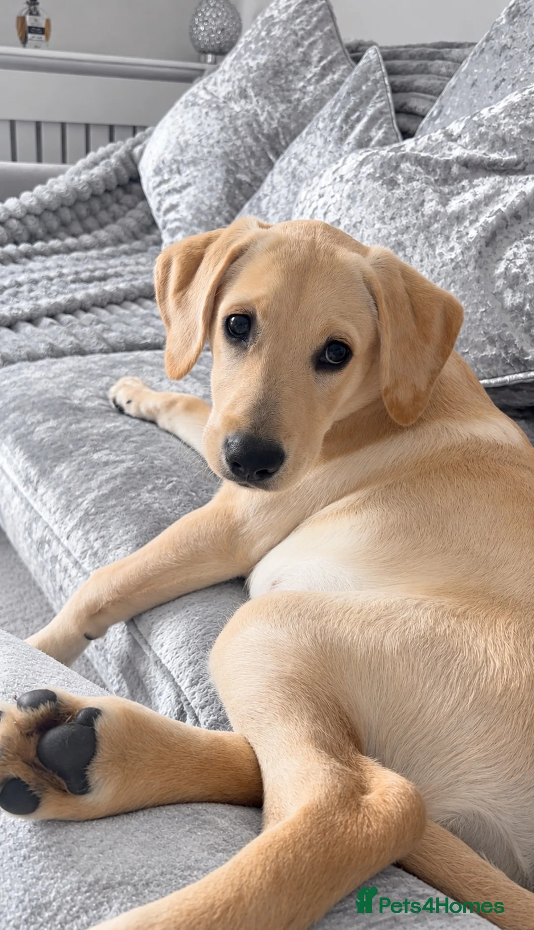 Goldador dogs for sale: 5 Month old Goldador Ready for Forever Home - Advert 9