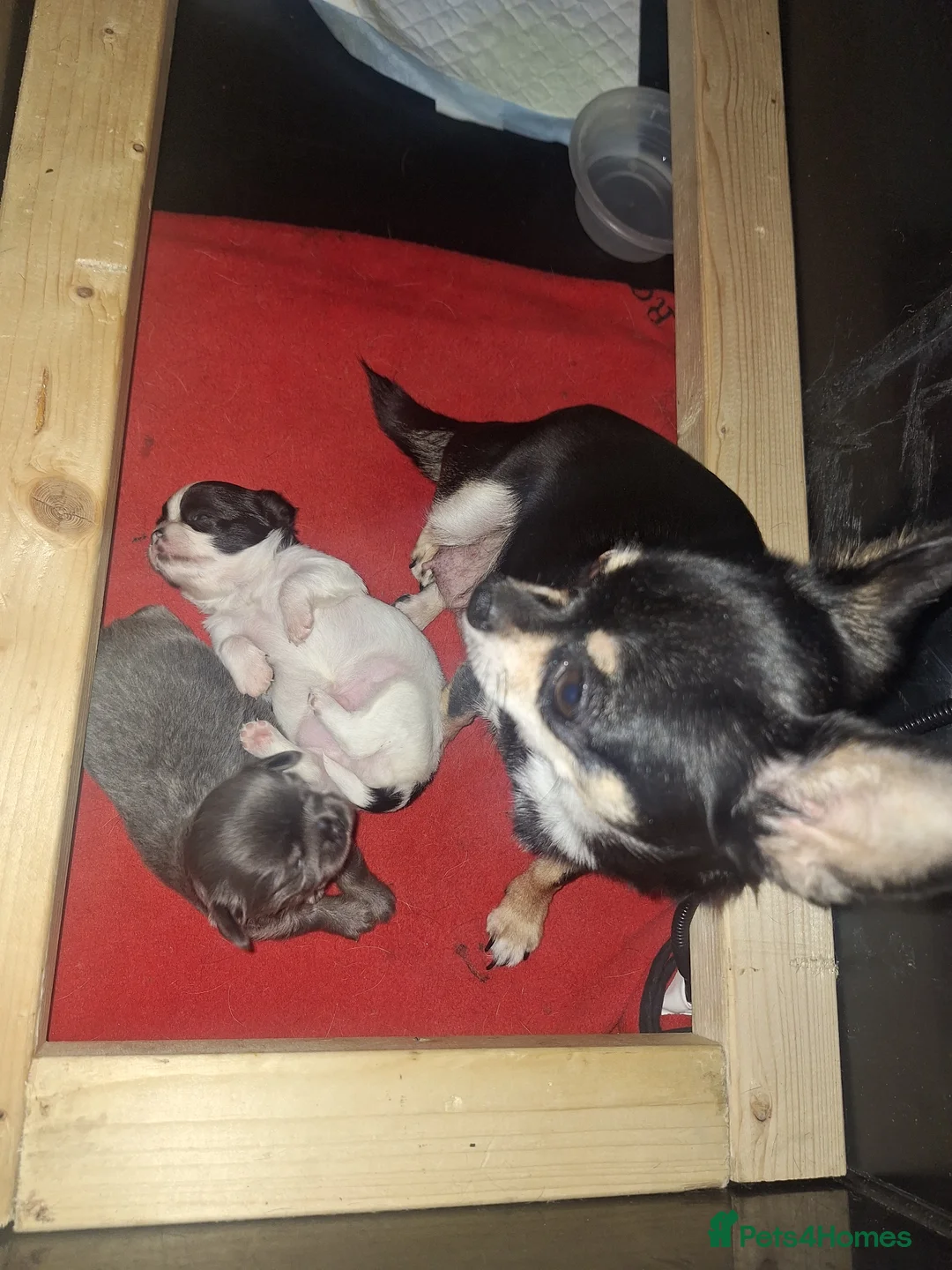 Chihuahua dogs for sale: Tiny Long Coat Boy in Doncaster - Advert 4