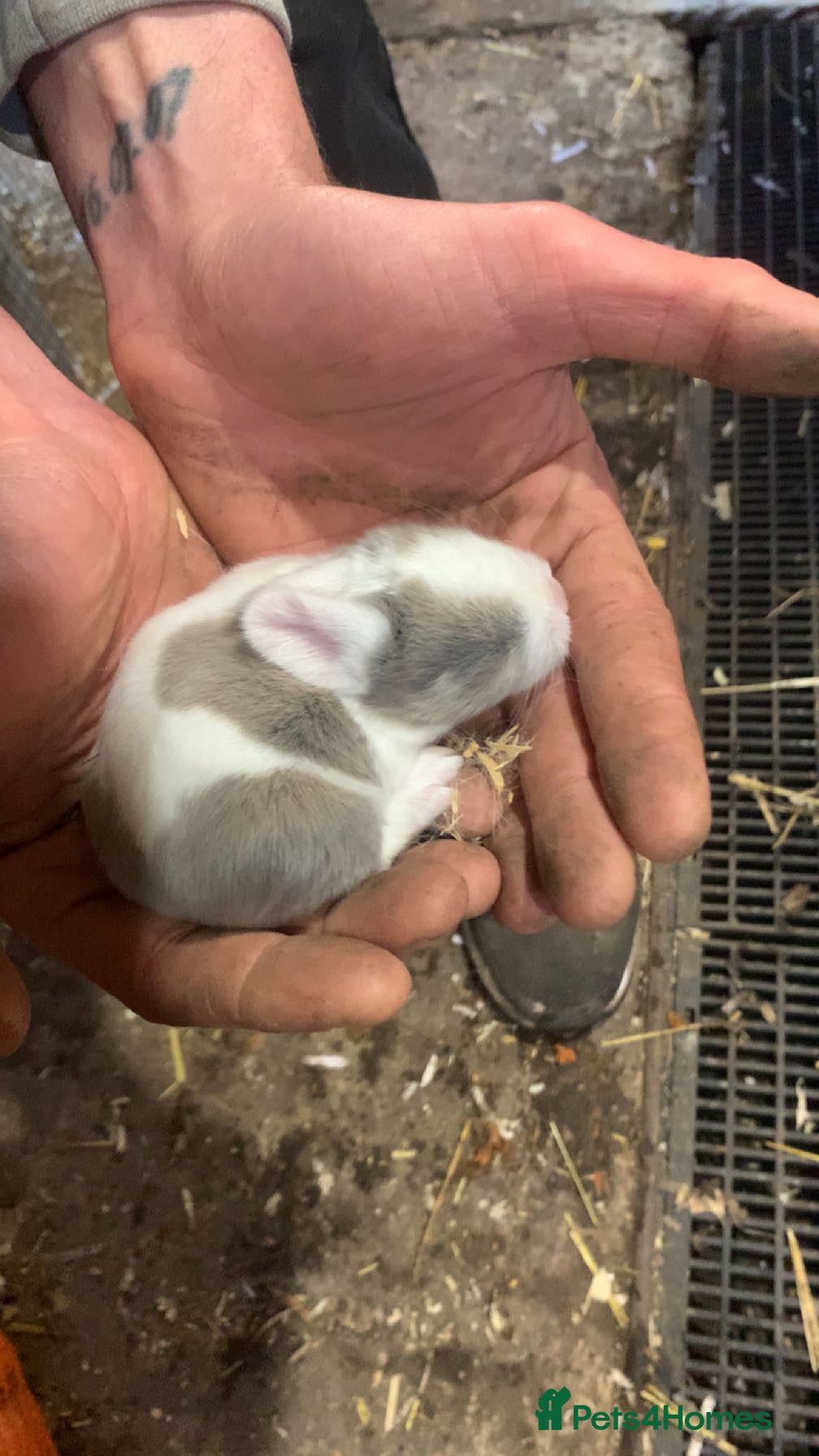 Mixed Breed rabbits Adorable baby bunnies  - Advert 13