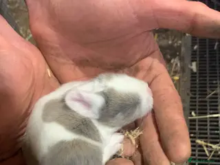 Mixed Breed rabbits Adorable baby bunnies - Advert 22